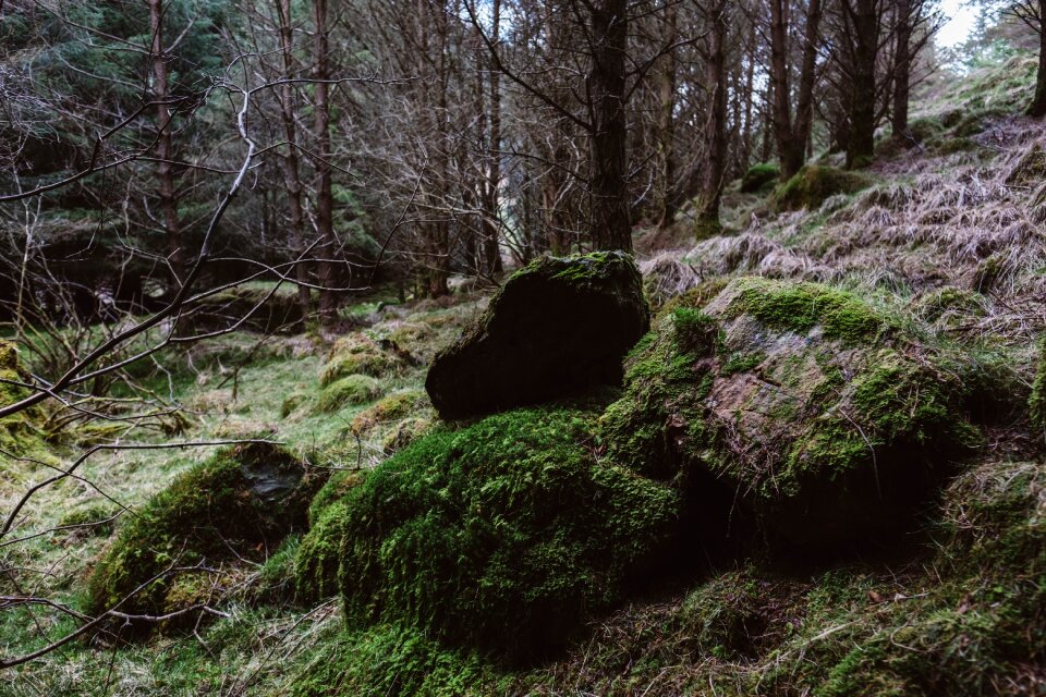 Forest grass landscape