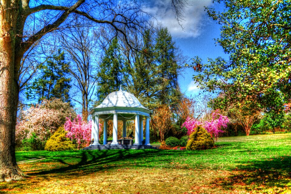 Trees blooming tennessee