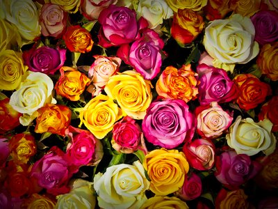 Flowers white pink