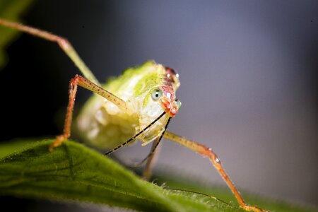 Natural close-up nice picture photo