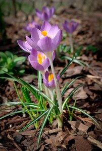 Flower spring nature