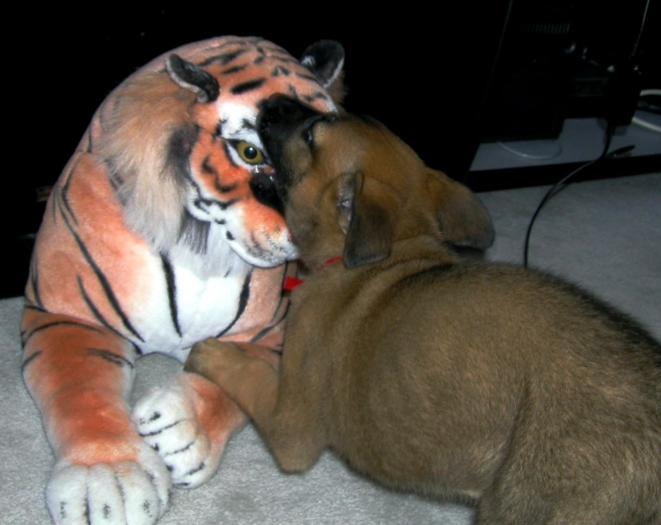 Like Cats and Dogs