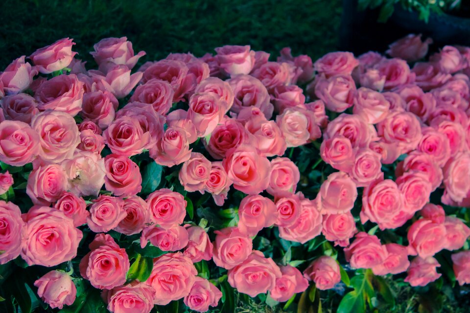 Roses pink flower bed
