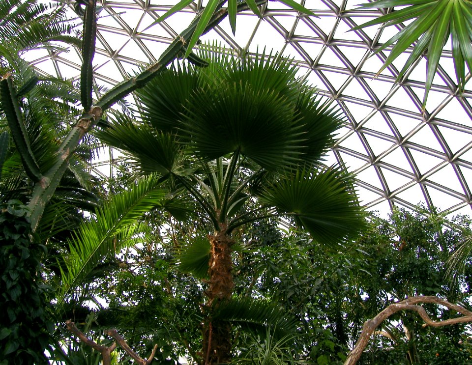 Bloedel Conservatory 05