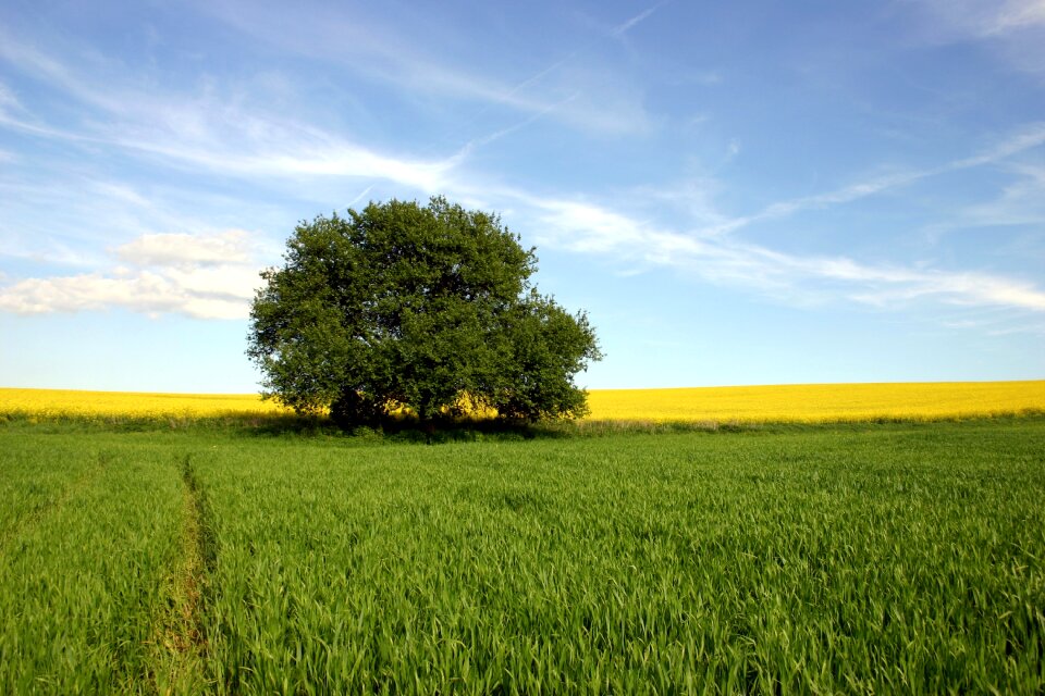 Wheat tree the sky