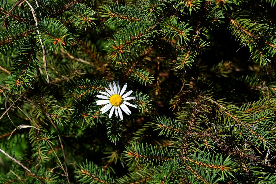 Forest plant forest floor