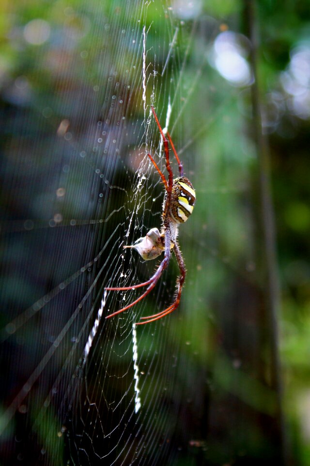 Macro animal jumping