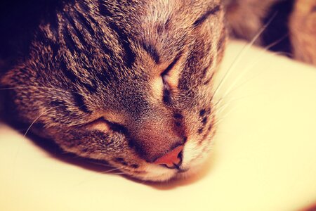 Peaceful mood vintage