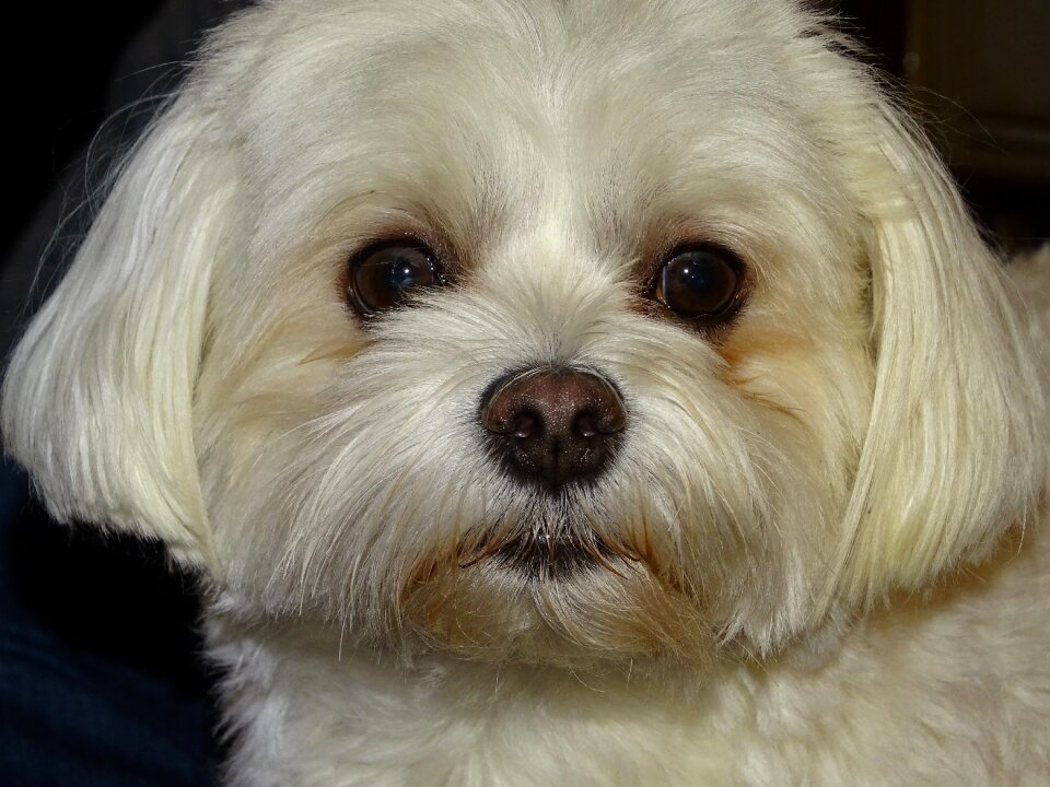 Domestic house breed