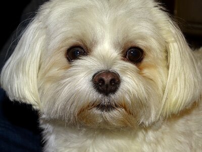 Domestic house breed