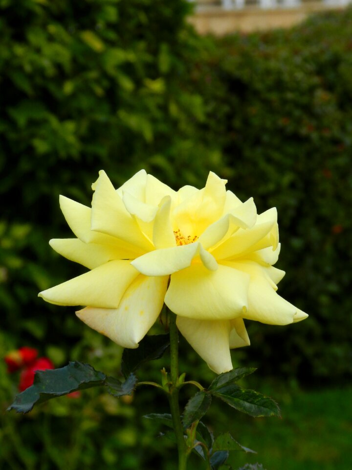 Flower yellow rose macro