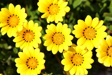 Flowers plant yellow