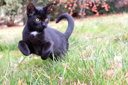Ferrets domestic cat black puss