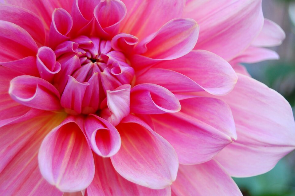 Blossom petals bloom