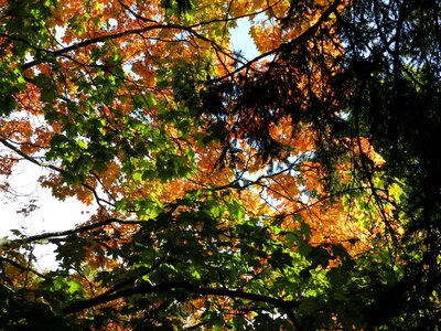 Yellow leaves autumn leaf plant