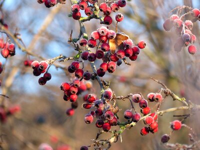 Plant branch hoarfrost