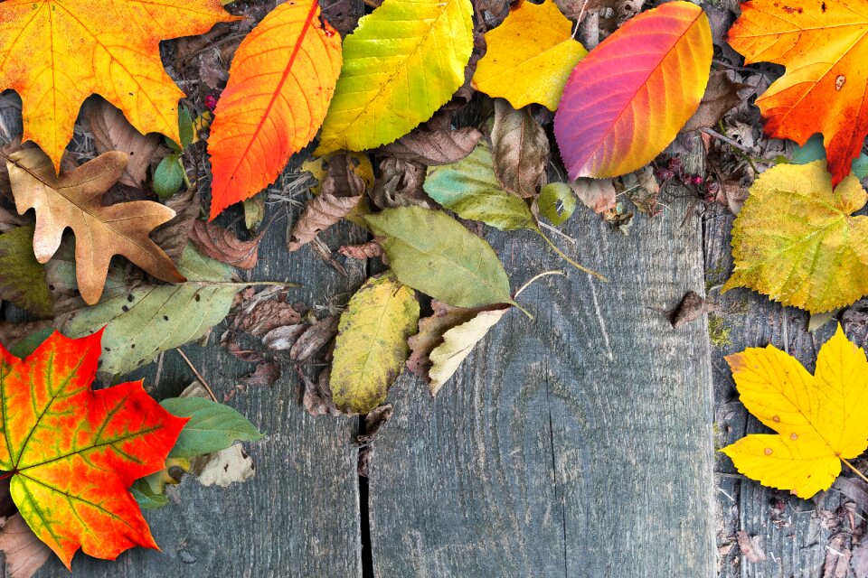 Brown withers fall foliage