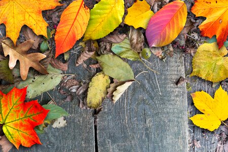 Brown withers fall foliage