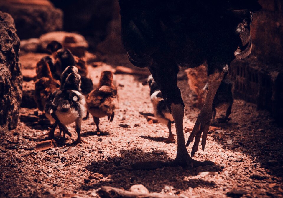 Poultry animal the chicks