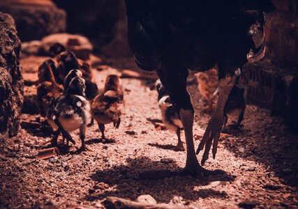 Poultry animal the chicks