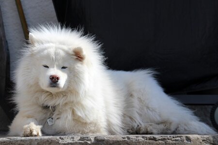 Iceland samoyed canine