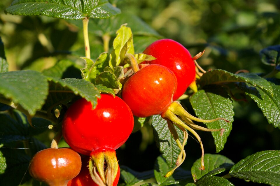 Rose hip garden bush