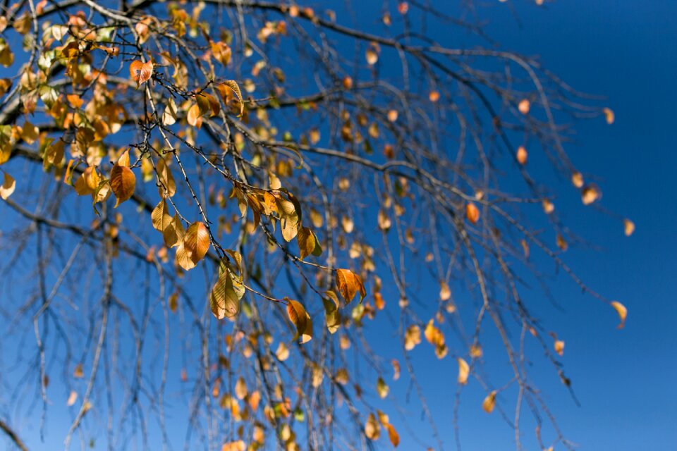 Autumn leaves the leaves nature