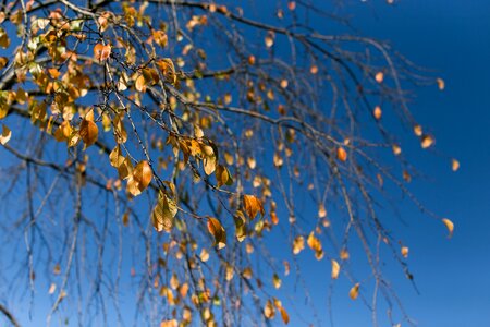 Autumn leaves the leaves nature