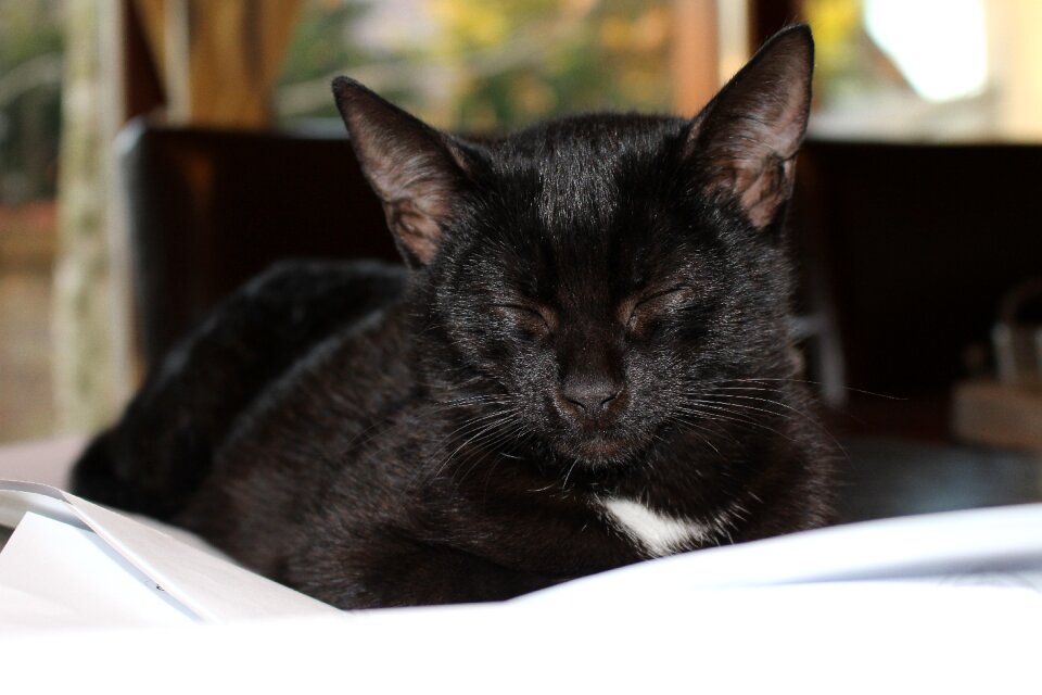 Sleep pets domestic cat