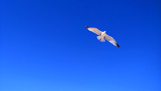 Gull sky bird