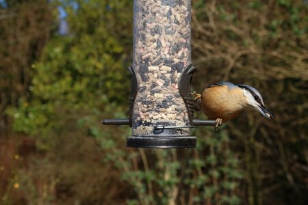 Bird nature avian photo