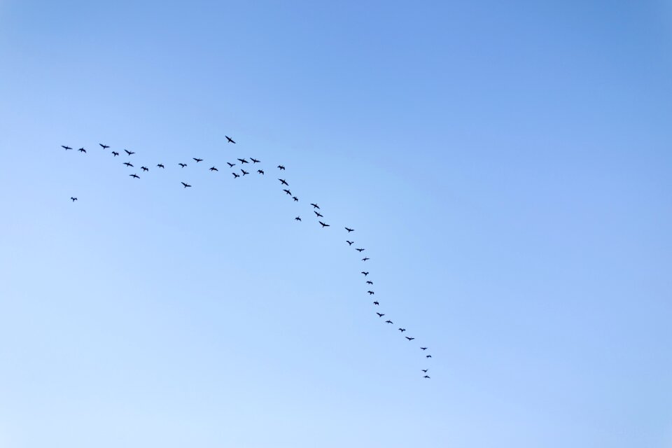 Migratory birds new blue