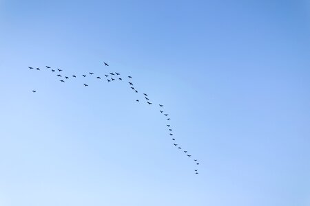 Migratory birds new blue