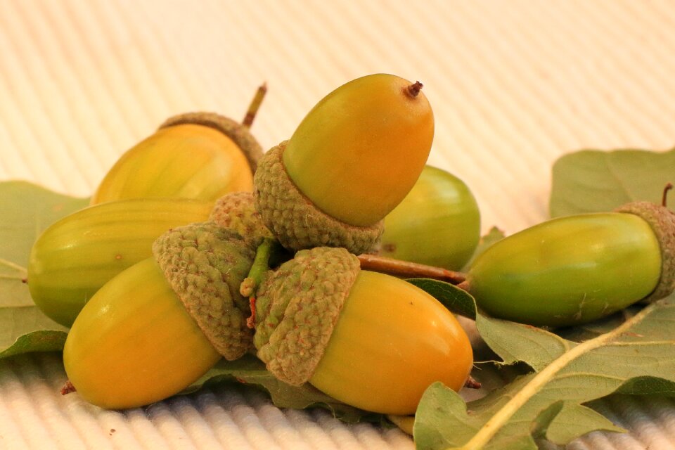 Oak leaves nature tree fruit