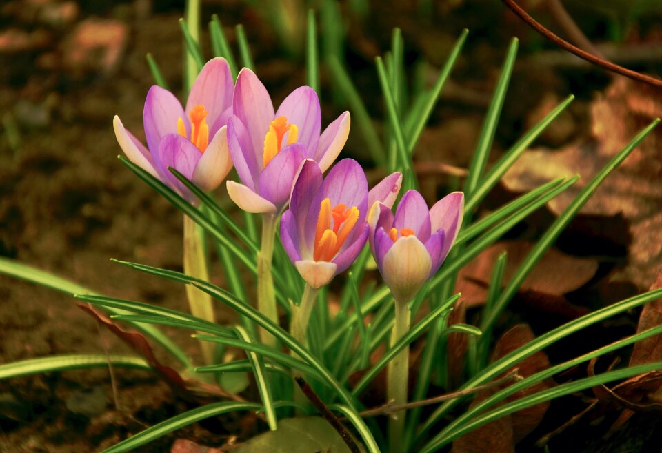 Purple bloom harbinger of spring