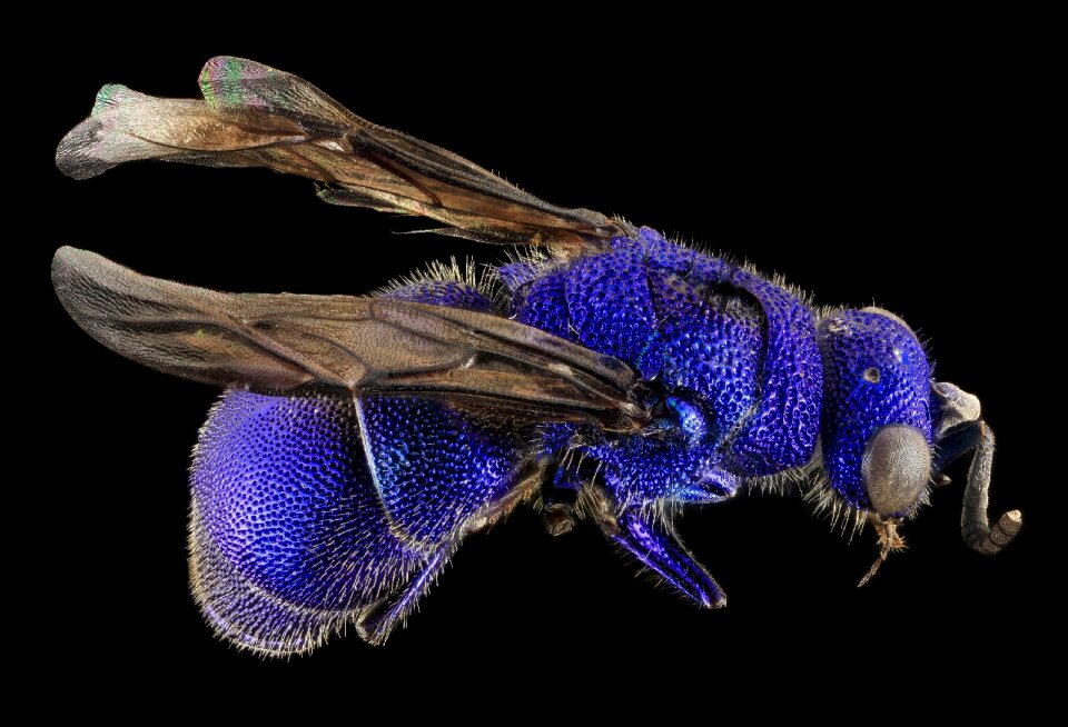 Blue nature pollen