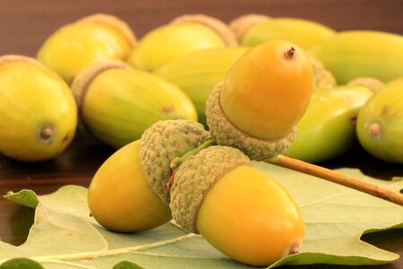 Oak leaves tree fruit leaves photo