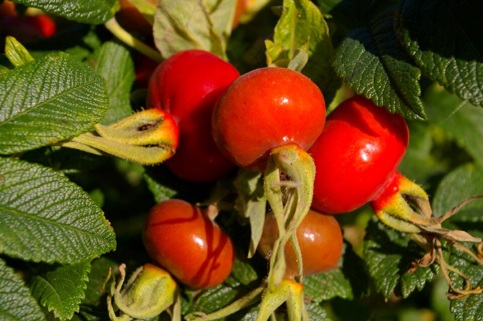 Rose hip garden bush