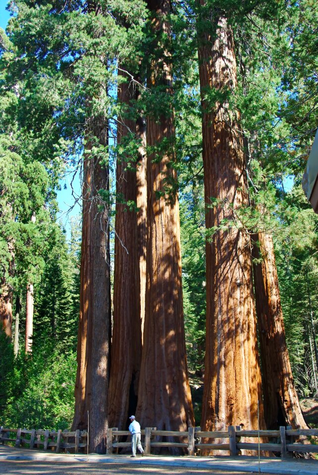 Tree immensity power