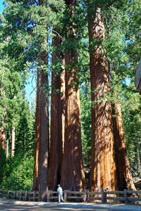 Tree immensity power