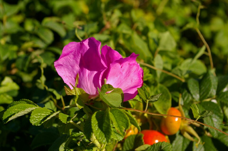 Rose hip garden bush