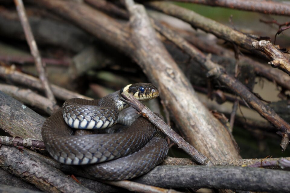 Reptile grass snake snakehead