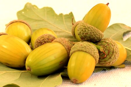 Oak leaves nature tree fruit