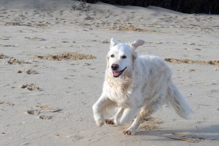 Golden retriever dog beach