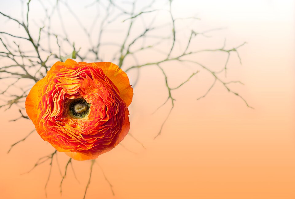 Bloom petals orange