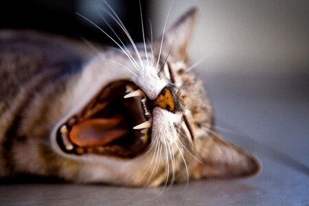 Kitten yawn teeth