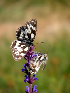 Summer butterflies salvia