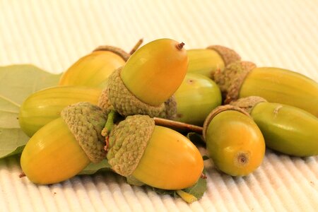 Oak leaves nature tree fruit photo