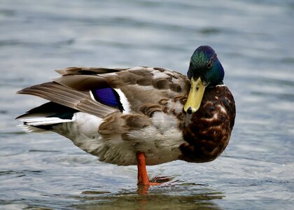 Nature mallard plumage photo