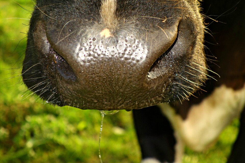 Cattle livestock nose